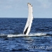 whale_humpback_h_00622_dom2679.jpg